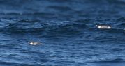 Ancient Murrelet